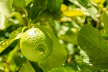 Yunan köyündeki ağaçların bahçesinde güneşli yeşil bir kireç. Yunanistan 'da Ege kıyılarında yaz botaniği ve meyveler büyüyor