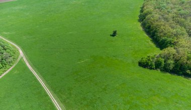 Yeşil yaz kırsal arazisi, canlı otlaklar, toprak yol çizgileri ve orman çevresi. Güneşli bir günde hava sahası