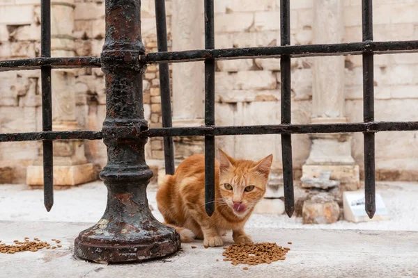 阿德里安街哈德里安图书馆栅栏附近的红猫在吃东西 希腊雅典市中心老城区 — 图库照片