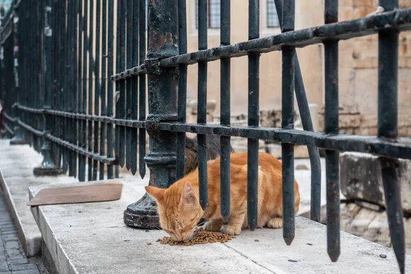 Carino Gatto Rosso Randagio Che Mangia Vicino Alla Biblioteca Adriana — Foto Stock