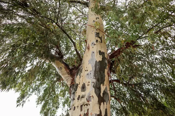 Grand Eucalyptus Aux Feuilles Vertes Écorce Colorée Sur Fond Ciel — Photo