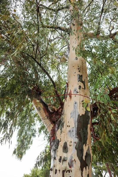 Lang Eucalyptus Boom Met Groene Bladeren Patroon Kleurrijke Schors Grijze — Stockfoto