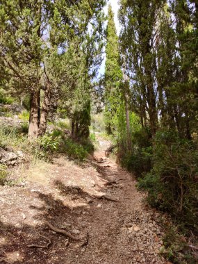 Yunanistan 'ın Lefkada adasında, sıcak yaz mevsiminde uzun yeşil çam ağaçları olan vahşi orman yürüyüş yollarını daraltıyor. Dikey yol sahne fotoğrafı