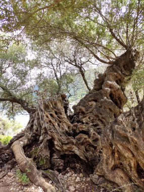 Yunan sahiline yakın manzaralı dev muhteşem kökleri olan büyük, güzel bir zeytin ağacı. Lefkada Adası, Yunanistan. Dikey açık yeşil yeşillik