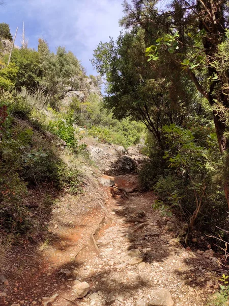 Wild forest narrow hiking path with tall green pine trees on warm summer Greek island, Lefkada, Greece. Vertical sunny pathway scene photo