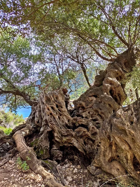 Gran Olivo Hermoso Con Magníficas Raíces Gigantes Vista Cercana Costa — Foto de Stock