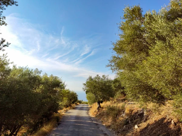 Rijden Landelijke Weg Olijfbomen Tuin Met Heldere Blauwe Lucht Lefkada — Stockfoto