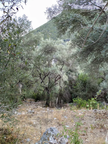 Stort Vackert Olivträd Den Grekiska Byn Övergiven Trädgård Lefkadaön Grekland — Stockfoto
