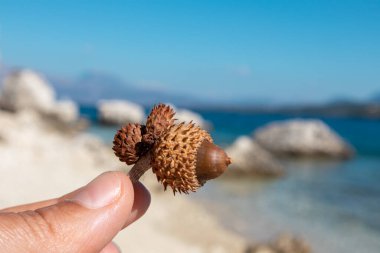 Quercus coccifera 'nın meşe palamudu, kermes meşesi yakın plan ve bulanık arka plan. Yunanistan 'ın Lefkada adasında mavi denizli kayalık çakıl taşı plajına yakın çekim