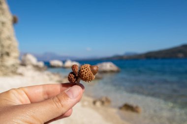 Quercus coccifera 'nın meşe palamudu, kermes meşesi yakın plan ve bulanık arka plan. Yunanistan 'ın Lefkada adasında, deniz mavisi çakıl taşlı sahile yakın çekim.