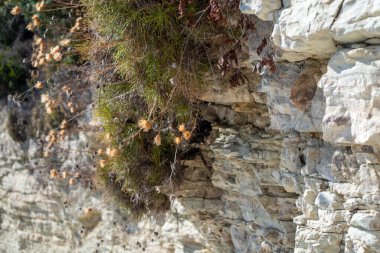 Yunanistan 'ın Lefkada adasının kıyısındaki Akdeniz yeşilliği ile beyaz katmanlı kayalar. Yaz vahşi doğa yakın çekim, İyon Denizi 'ne seyahat