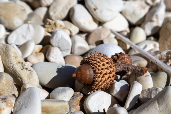 希腊莱夫卡达岛爱奥尼亚海白色卵石海滩上的鹅卵石橡果 褐色的鹅卵石橡木坚果特写 — 图库照片