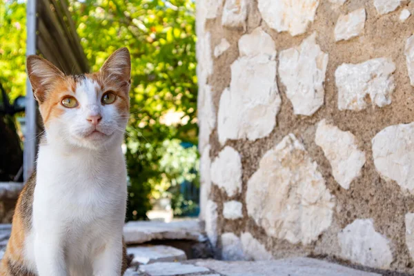 可爱的白色和红色的猫坐在外面 家猫紧盯着镜头 希腊村庄街道 有传统房屋 有石墙和绿地 — 图库照片