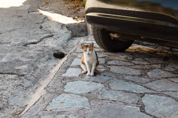 在黑色汽车保险杠下 在石路上游荡着可爱的小猫咪 去希腊莱夫卡达岛的地中海小村庄旅游 农村的动物生活 — 图库照片