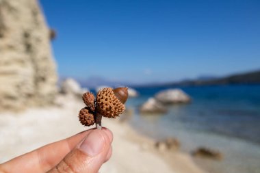 Quercus coccifera 'nın meşe palamudu, kermes meşesi yakın plan ve bulanık arka plan. Yunanistan 'da mavi denizli çakıl taşı plajı, Lefkada adası.