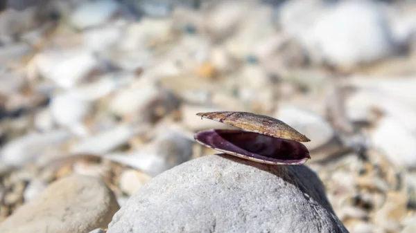 在希腊爱奥尼亚海的白色卵石海滩上 闪烁着紫色的开的贻贝壳的特写 双阀壳置于阳光下 背景模糊 — 图库照片