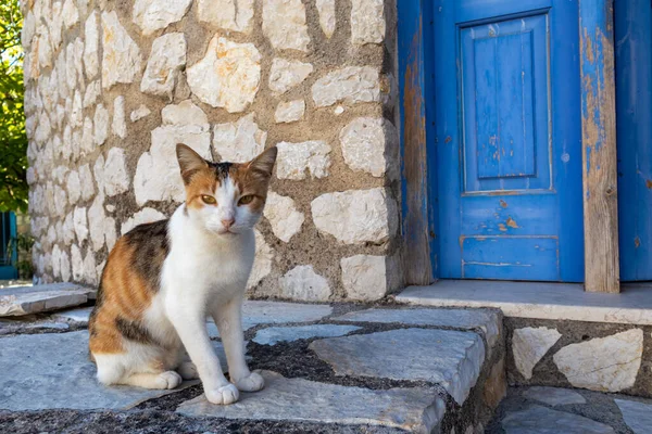 Carino Gatto Bianco Rosso Seduto Vicino All Ingresso Casa Gattino — Foto Stock