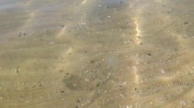 Ay denizanası, parlak güneş ışığı yansımalarıyla dalgalı kum tabanının üzerinde berrak sığ deniz suyunda yavaşça sürüklenir.