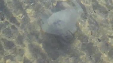 Büyük fıçı denizanası Rhizostoma pulmo Karadeniz 'in açık sularında yüzüyor.