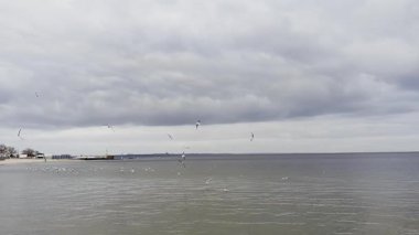 Ağır gri bulutların altında sakin deniz ve martılarla kasvetli kışın kıyı şeridi