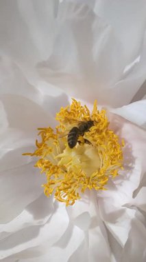 Bahar mevsiminde parlak sarı merkezli beyaz şakayık çiçeğinden polen toplayan bal arısının yakın çekimi