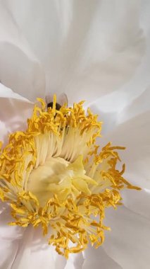 Beyaz şakayık çiçeklerinden polen toplayan bal arısı bahar günışığında canlı sarı erkek kepekli.