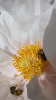 Arıların makro 'su beyaz şakayık çiçeğini güneşli yavaş çekimde dikey çekimde tozlaştırıyor.