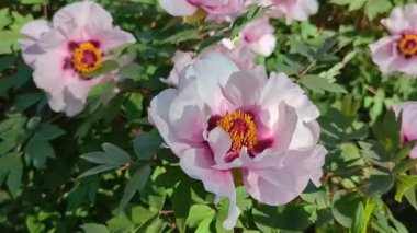 Pembe şakayık çiçekleri bahçede, parlak güneş ışığı altında çiçek açar.