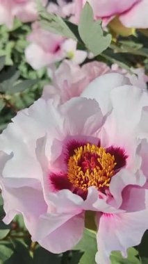 Yumuşak pembe şakayık çiçekleri sıcacık bahar güneşinin altında, açık hava bahçesinde.