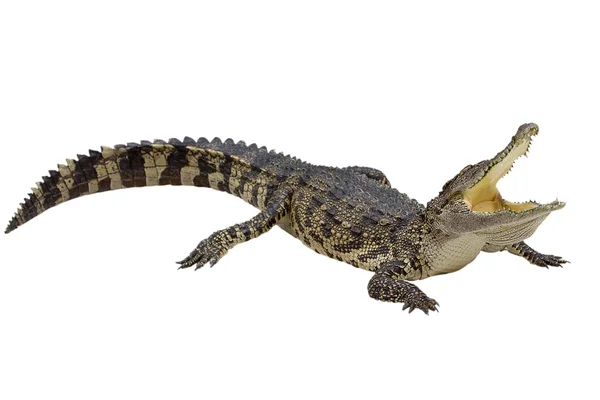 Crocodilo — Fotografia de Stock