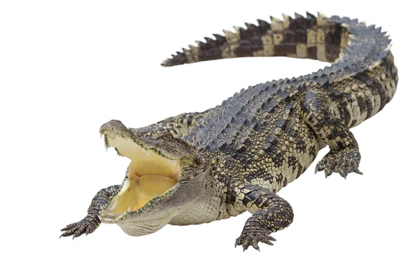Crocodilo isolado — Fotografia de Stock