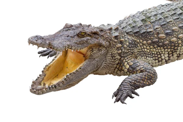 Крокодил изолированный — стоковое фото
