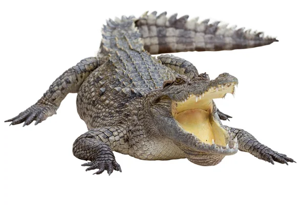 Krokodil elszigetelt — Stock Fotó