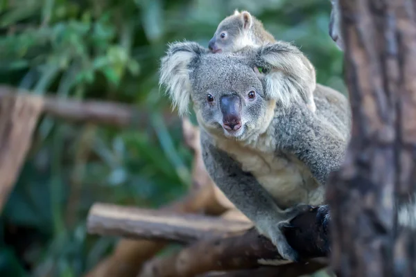 Koala — Stockfoto