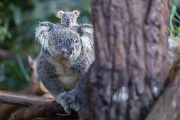 Koala — Stockfoto