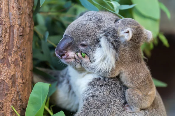 Koala — Zdjęcie stockowe