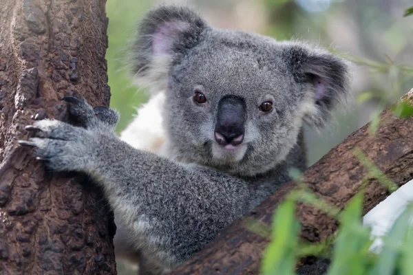 Koala — Zdjęcie stockowe