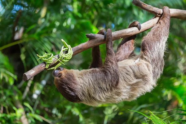 Sloth — Stock Photo, Image