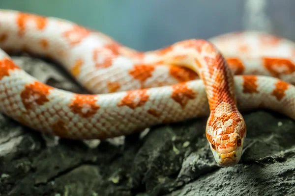 Corn snake — Stock Photo, Image