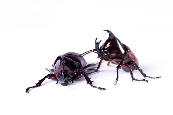 Insects — Stock Photo, Image