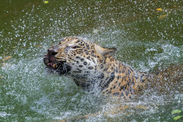 Leopárd — Stock Fotó