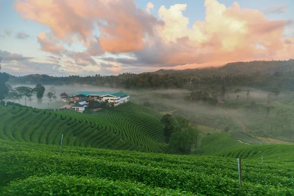 Chá verde — Fotografia de Stock