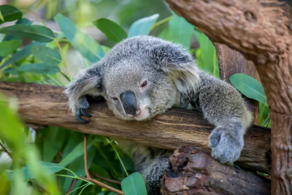 Koala — Stockfoto