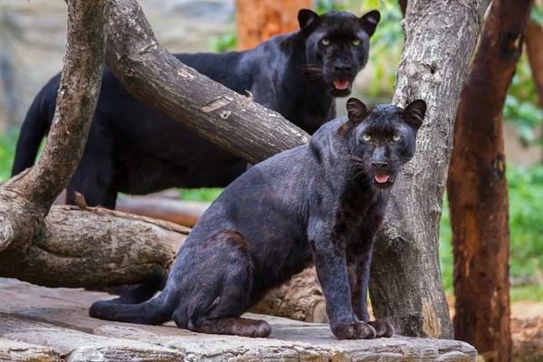 Panter — Stockfoto