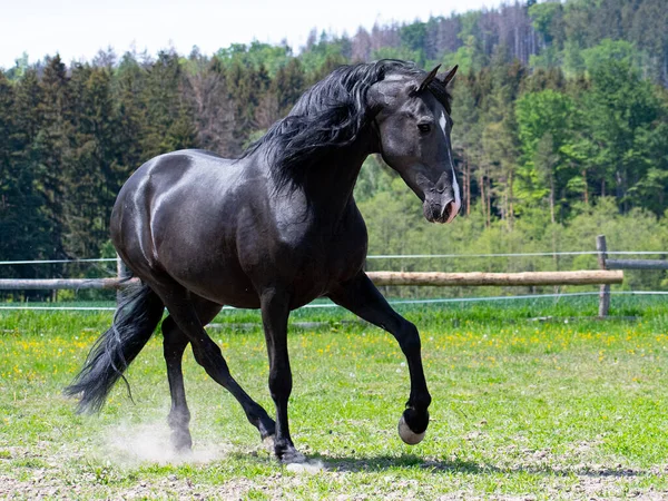 パドックで陽気なダンス黒馬 — ストック写真