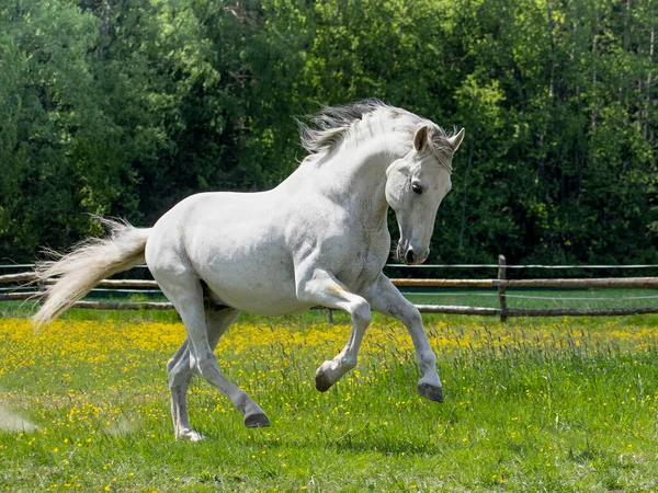 晴れた日にパドックの白い馬 — ストック写真