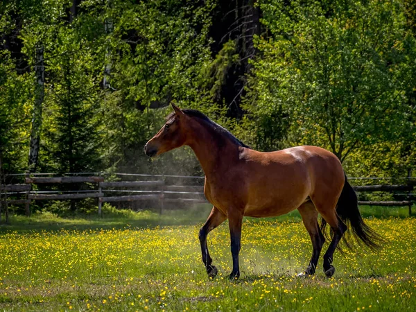 晴れた日にパドックの茶色の馬 — ストック写真