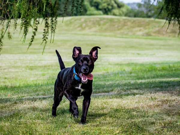 Crazy puppy waiting for the ball to be thrown