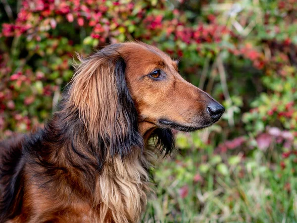 Dachshund on a walk in the autumn meadow — Stock Photo, Image