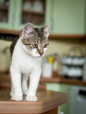 Mutfak tezgahında tekir başlı beyaz bir kedi yavrusu yürüyor.
